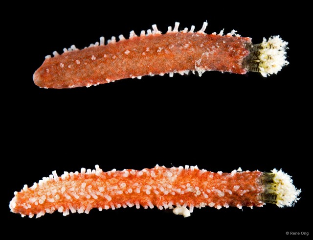Holothuroidea sp. "Sea cucumber INT-0068C" • © Rene Ong • All Rights Reserved