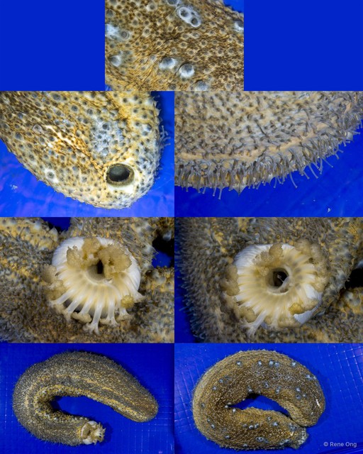 Holothuroidea sp. "Sea cucumber INT-0287" • © Rene Ong • All Rights Reserved