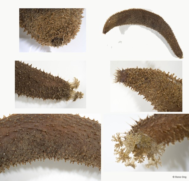 Holothuroidea sp. "Sea cucumber INT-0781" • © Rene Ong • All Rights Reserved