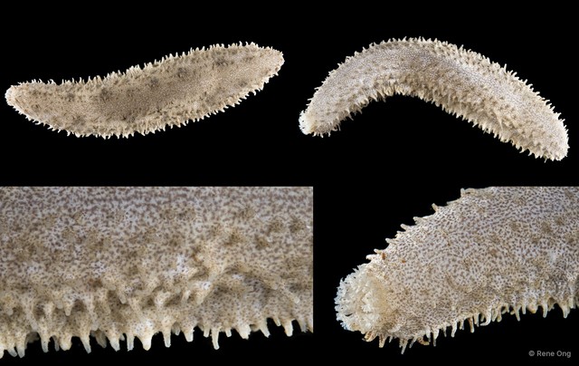 Holothuroidea sp. "Sea cucumber INT-1026" • © Rene Ong • All Rights Reserved