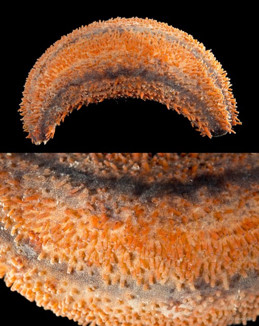 Holothuroidea sp. "Sea cucumber INT-1028" • © Rene Ong • All Rights Reserved