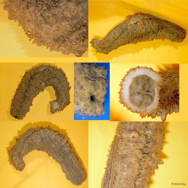 Holothuroidea sp. "Sea cucumber INT-1382" • © Rene Ong • All Rights Reserved