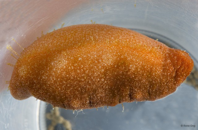 Holothuroidea sp. "Sea cucumber INT-1478" • © Rene Ong • All Rights Reserved