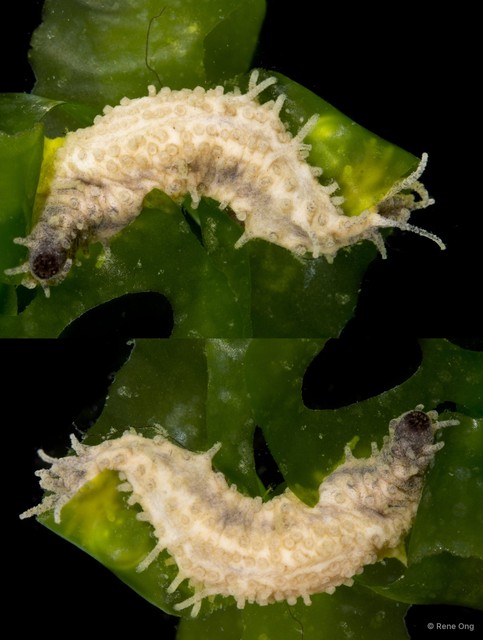 Holothuroidea sp. "Sea cucumber OTC-0244" • © Rene Ong • All Rights Reserved