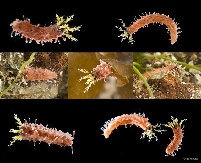 Holothuroidea sp. "Sea cucumber OTC-0338" • © Rene Ong • All Rights Reserved