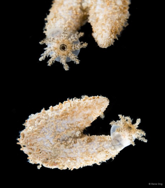 Holothuroidea sp. "Sea cucumber SEA-1471" • © Rene Ong • All Rights Reserved
