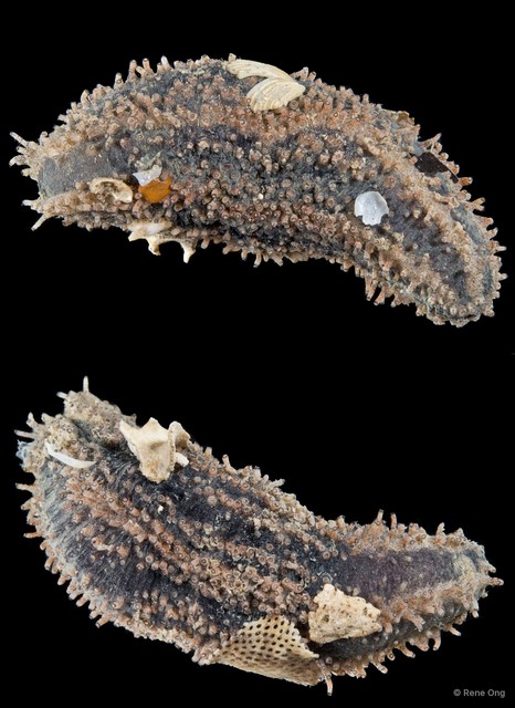 Holothuroidea sp. "Sea cucumber SEA-3048" • © Rene Ong • All Rights Reserved