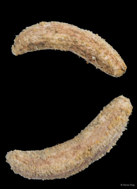 Holothuroidea sp. "Sea cucumber SEA-3077" • © Rene Ong • All Rights Reserved