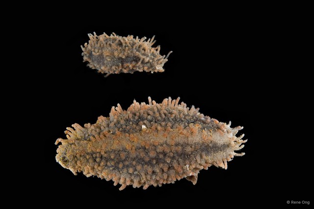 Holothuroidea sp. "Sea cucumber SEA-3078" • © Rene Ong • All Rights Reserved