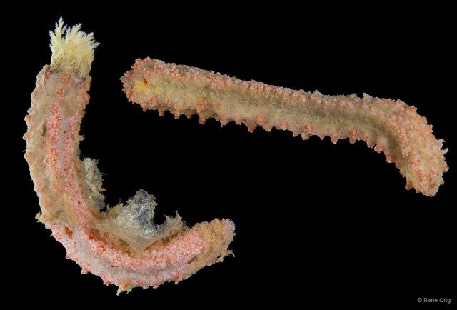 Holothuroidea sp. "Sea cucumber SEA-3080" • © Rene Ong • All Rights Reserved