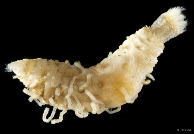 Holothuroidea sp. "Sea cucumber SEA-3119" • © Rene Ong • All Rights Reserved