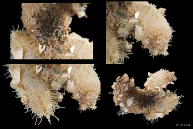 Holothuroidea sp. "Sea cucumber SEA-4400" • © Rene Ong • All Rights Reserved