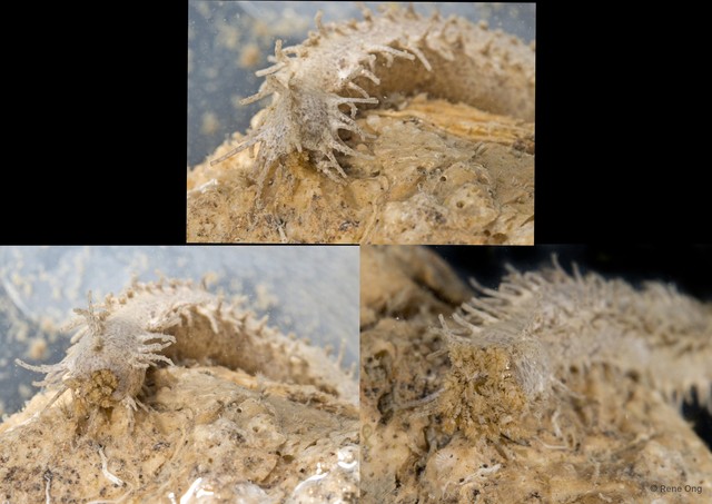 Holothuroidea sp. "Sea cucumber SEA-4414" • © Rene Ong • All Rights Reserved