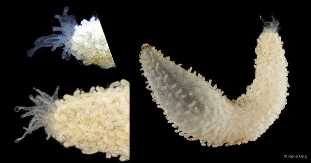 Holothuroidea sp. "Sea cucumber SEA-5235" • © Rene Ong • All Rights Reserved