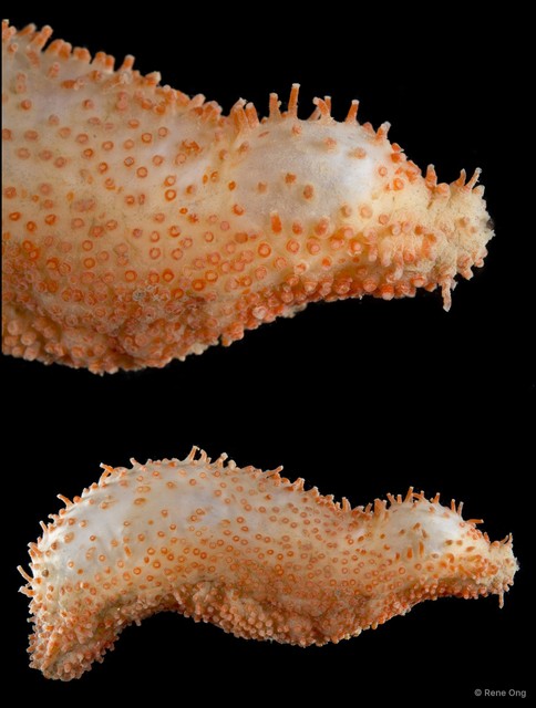 Holothuroidea sp. "Sea cucumber SEA-6086" • © Rene Ong • All Rights Reserved