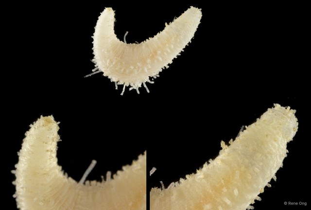 Holothuroidea sp. "Sea cucumber SEA-6699" • © Rene Ong • All Rights Reserved