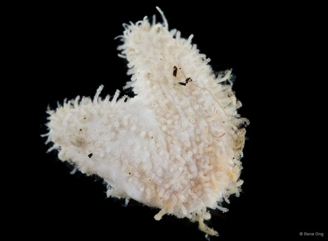 Holothuroidea sp. "Sea cucumber SEA-6789" • © Rene Ong • All Rights Reserved