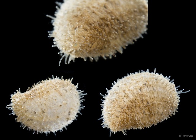 Holothuroidea sp. "Sea cucumber SEA-7560" • © Rene Ong • All Rights Reserved