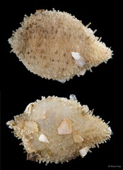 Holothuroidea sp. "Sea cucumber SEA-7581"