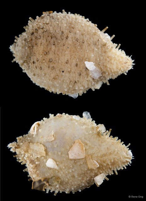Holothuroidea sp. "Sea cucumber SEA-7581" • © Rene Ong • All Rights Reserved