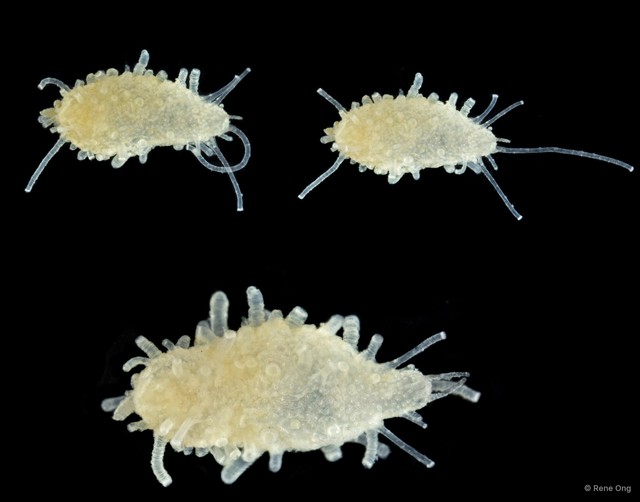 Holothuroidea sp. "Sea cucumber SEA-7632" • © Rene Ong • All Rights Reserved