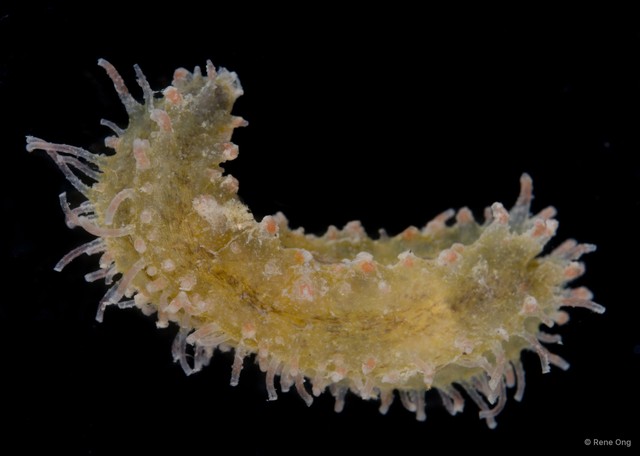 Holothuroidea sp. "Sea cucumber SEA-8215" • © Rene Ong • All Rights Reserved