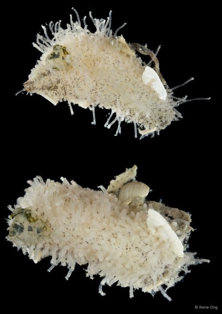 Holothuroidea sp. "Sea cucumber SEA-8521" • © Rene Ong • All Rights Reserved