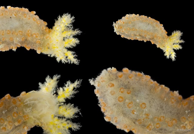 Holothuroidea sp. "Sea cucumber SEA-8537" • © Rene Ong • All Rights Reserved