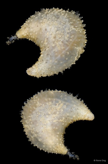 Holothuroidea sp. "Sea cucumber SEA-8651" • © Rene Ong • All Rights Reserved