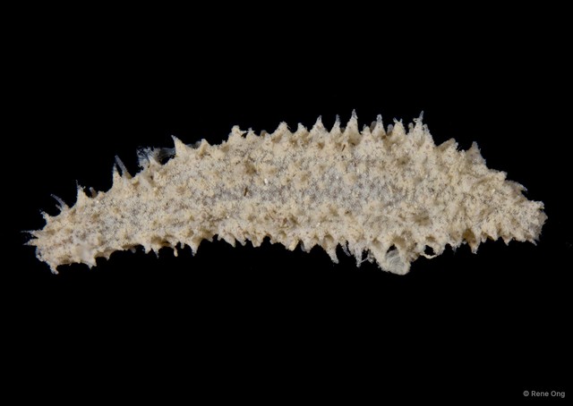 Holothuroidea sp. "Sea cucumber SEA-8652" • © Rene Ong • All Rights Reserved