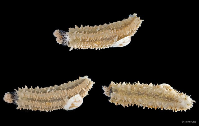 Holothuroidea sp. "Sea cucumber SEA-9423" • © Rene Ong • All Rights Reserved