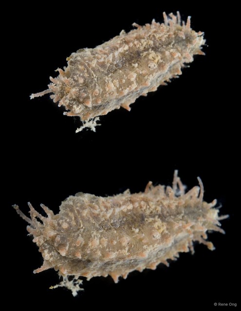 Holothuroidea sp. "Sea cucumber SEA-9560" • © Rene Ong • All Rights Reserved