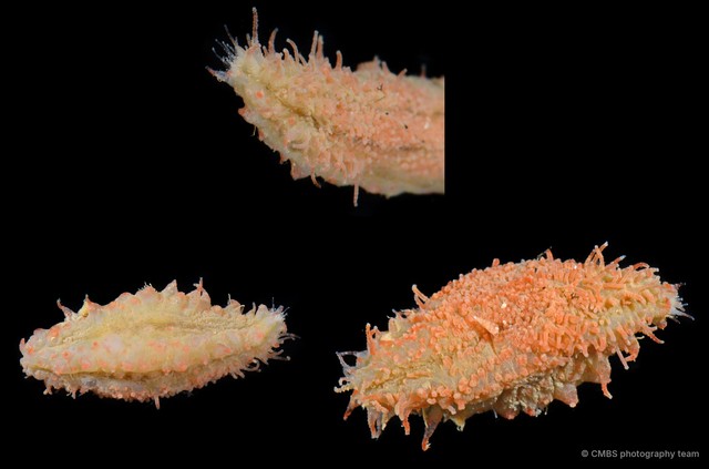 Holothuroidea sp. "Sea cucumber SS-0105" • © CMBS photography team • All Rights Reserved