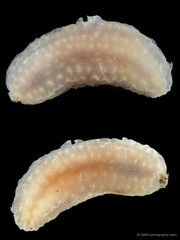 Holothuroidea sp. "Sea cucumber SS-0113"