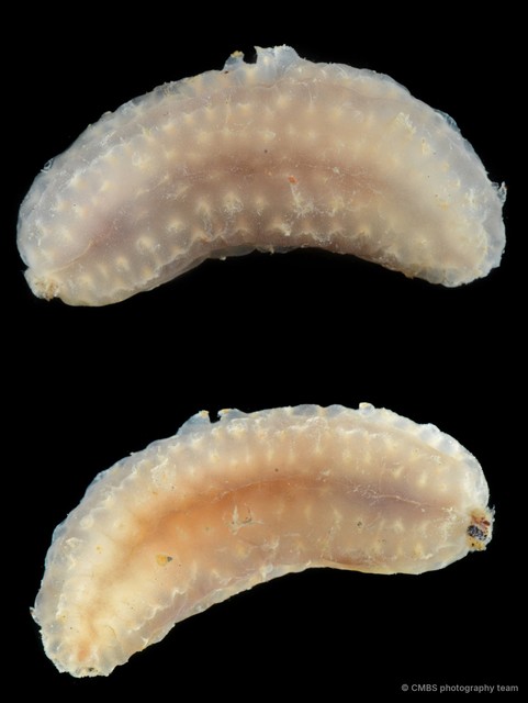 Holothuroidea sp. "Sea cucumber SS-0113" • © CMBS photography team • All Rights Reserved