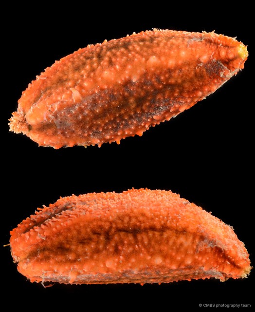 Holothuroidea sp. "Sea cucumber SS-0889" • © CMBS photography team • All Rights Reserved
