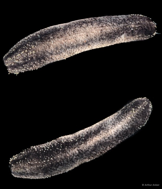Holothuroidea sp. "Sea cucumber SS-0902" • © Arthur Anker • All Rights Reserved
