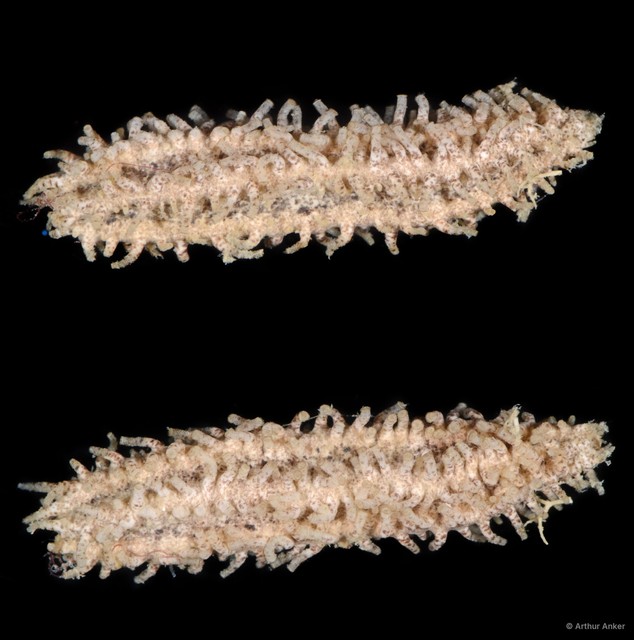 Holothuroidea sp. "Sea cucumber SS-0937" • © Arthur Anker • All Rights Reserved