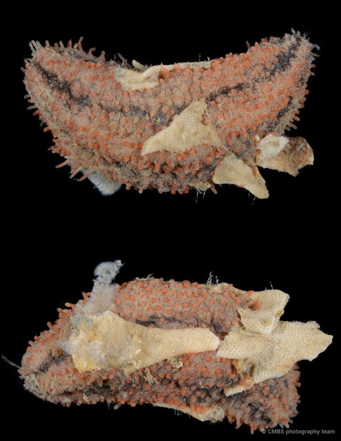 Holothuroidea sp. "Sea cucumber SS-3299" • © CMBS photography team • All Rights Reserved