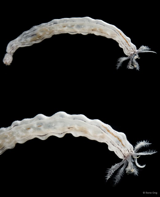 Holothuroidea sp. "Sea cucumber SUB-0625" • © Rene Ong • All Rights Reserved
