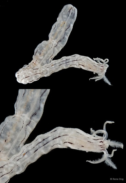 Holothuroidea sp. "Sea cucumber SUB-0626" • © Rene Ong • All Rights Reserved