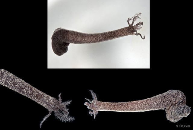 Holothuroidea sp. "Sea cucumber SUB-0764" • © Rene Ong • All Rights Reserved