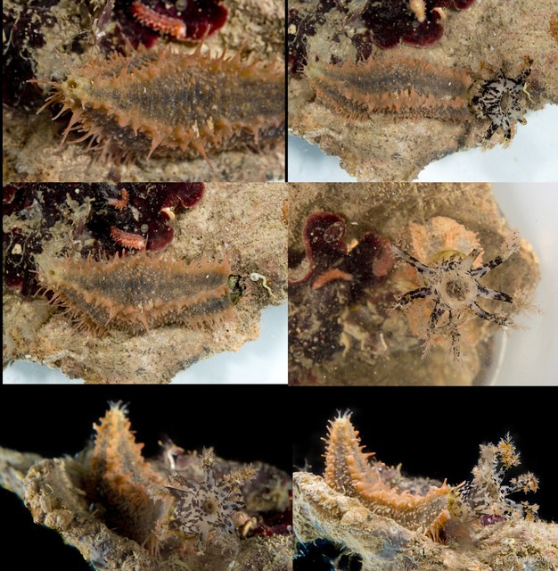 Holothuroidea sp. "Sea cucumber SUB-0772" • © Rene Ong • All Rights Reserved