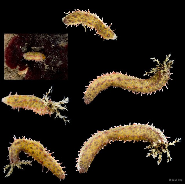 Holothuroidea sp. "Sea cucumber SUB-0773" • © Rene Ong • All Rights Reserved