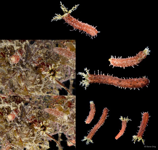 Holothuroidea sp. "Sea cucumber SUB-0774" • © Rene Ong • All Rights Reserved