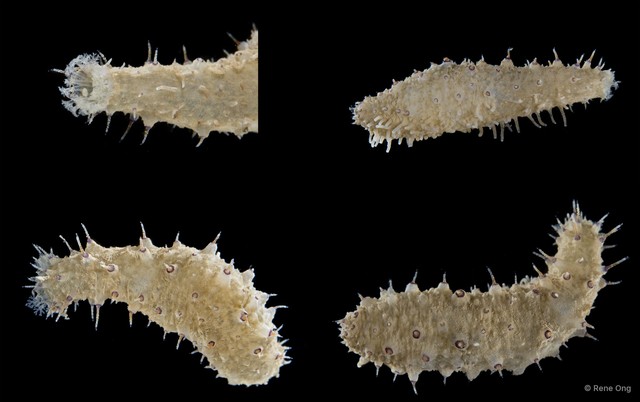 Holothuroidea sp. "Sea cucumber SUB-1055" • © Rene Ong • All Rights Reserved