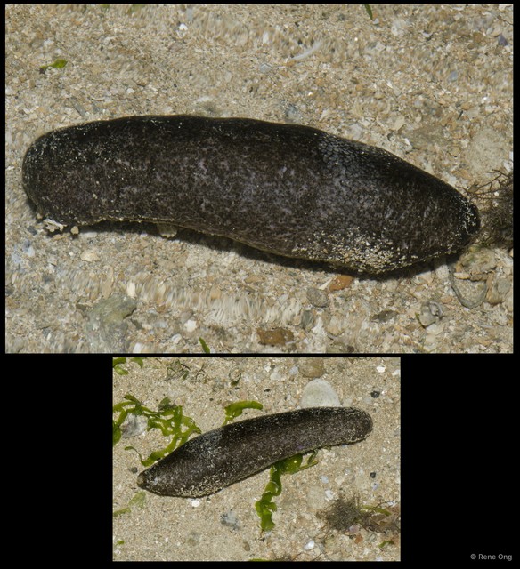 Holothuroidea sp. "Smooth sea cucumber 2" • © Rene Ong • All Rights Reserved