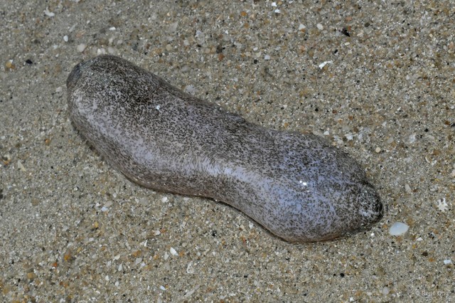 Holothuroidea sp. "Smooth sea cucumber 3" • © Rene Ong • All Rights Reserved