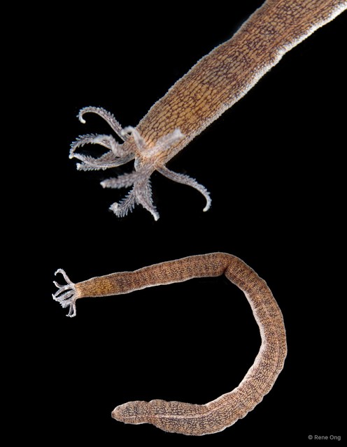 Synaptidae sp. "INT-1094" • © Rene Ong • All Rights Reserved