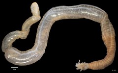 Synaptidae sp. "IP0142"
